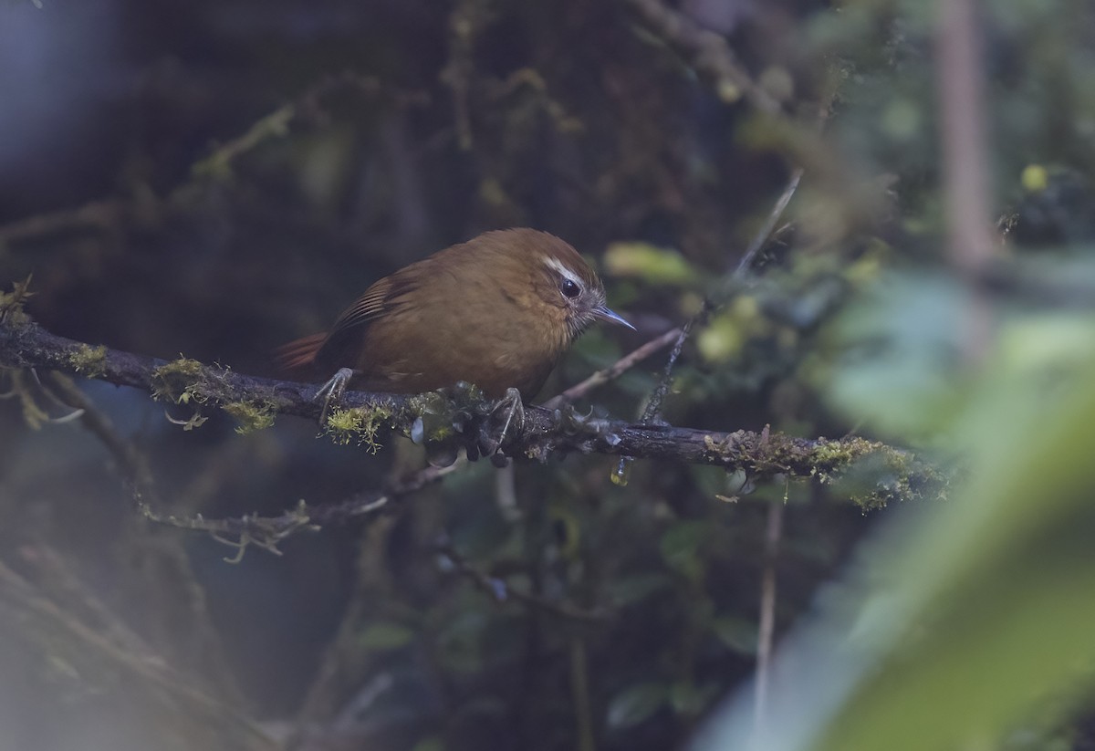 White-browed Spinetail - Giselle Mangini