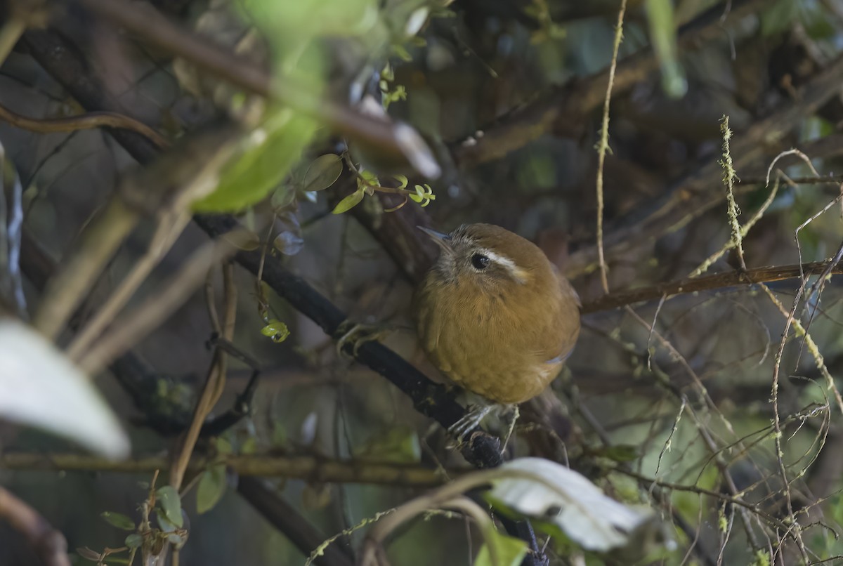 White-browed Spinetail - Giselle Mangini