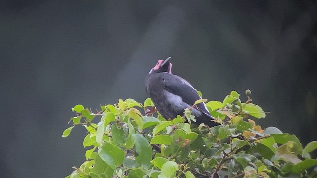 Coleto - ML489557081