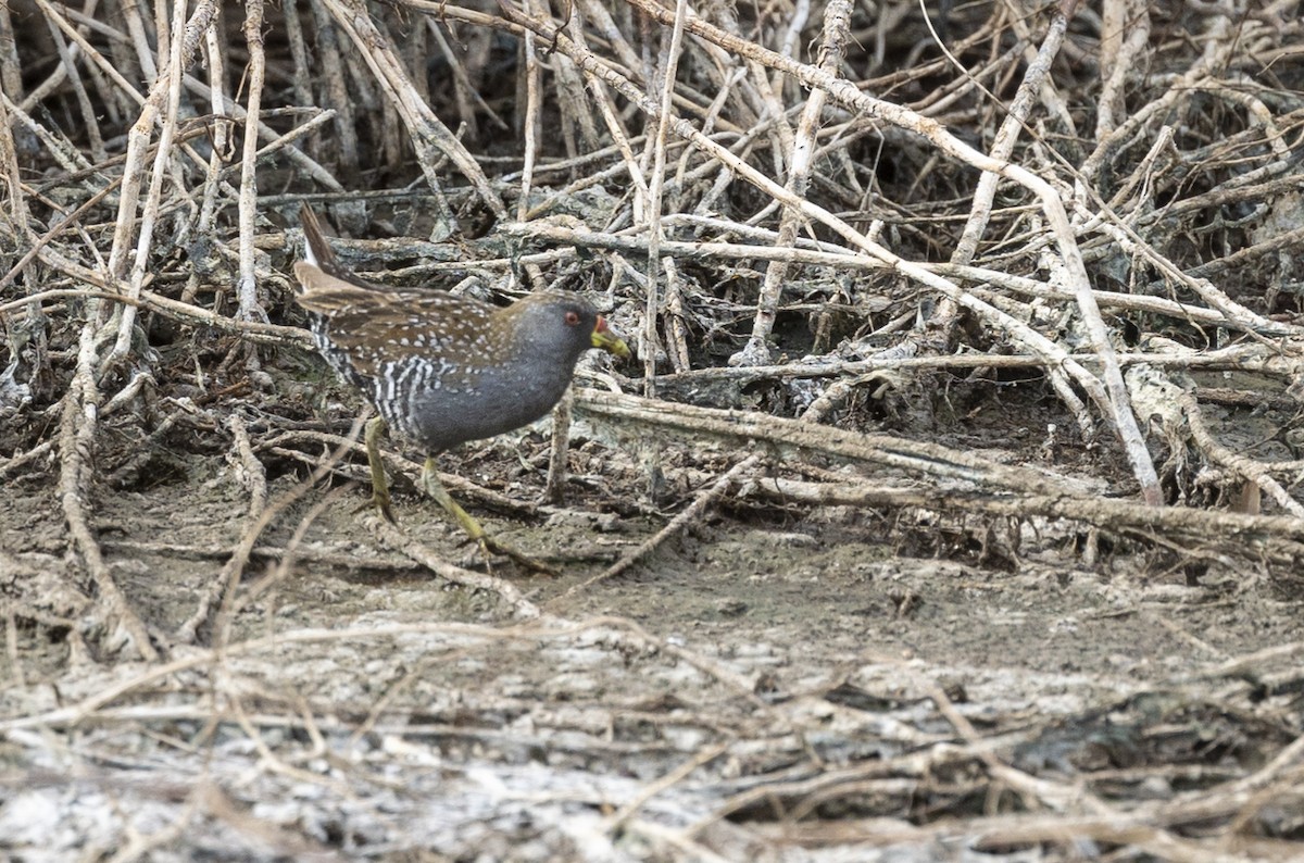 Australian Crake - Tanya Hattingh