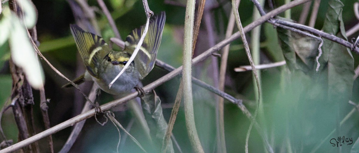 Pallas's Leaf Warbler - Xingyu Li