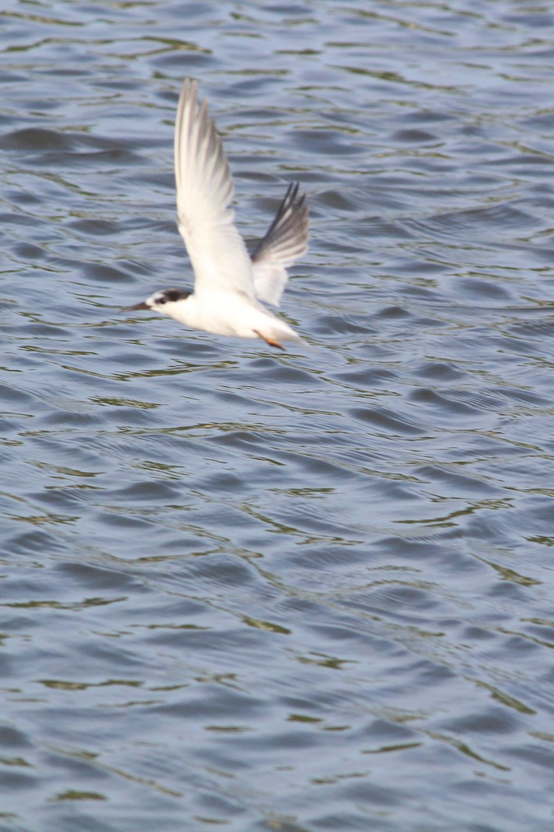 Whiskered Tern - ML489558241