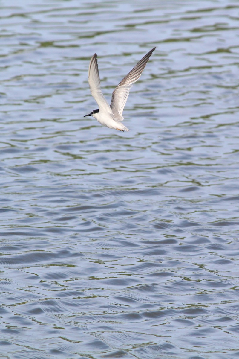 Whiskered Tern - ML489558251