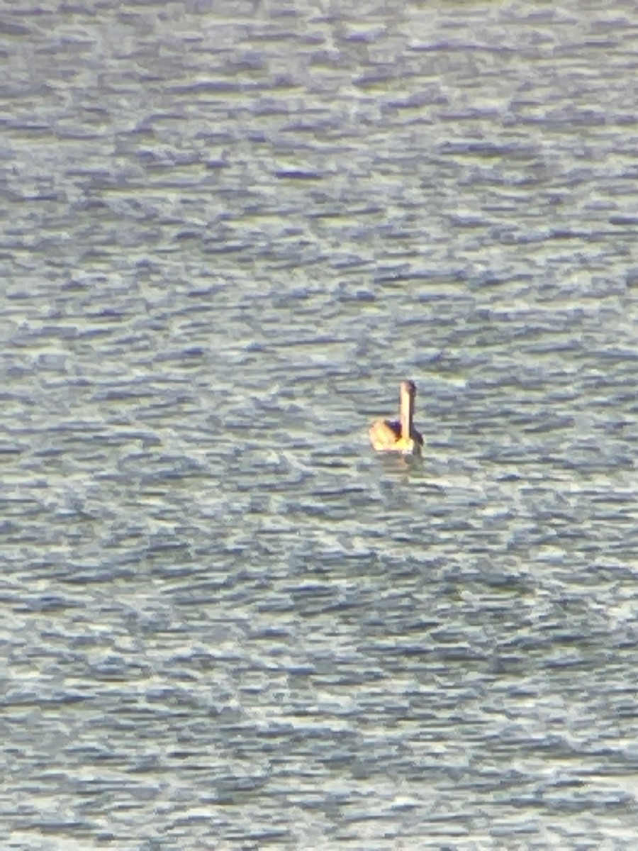 Brown Pelican - ML489558891