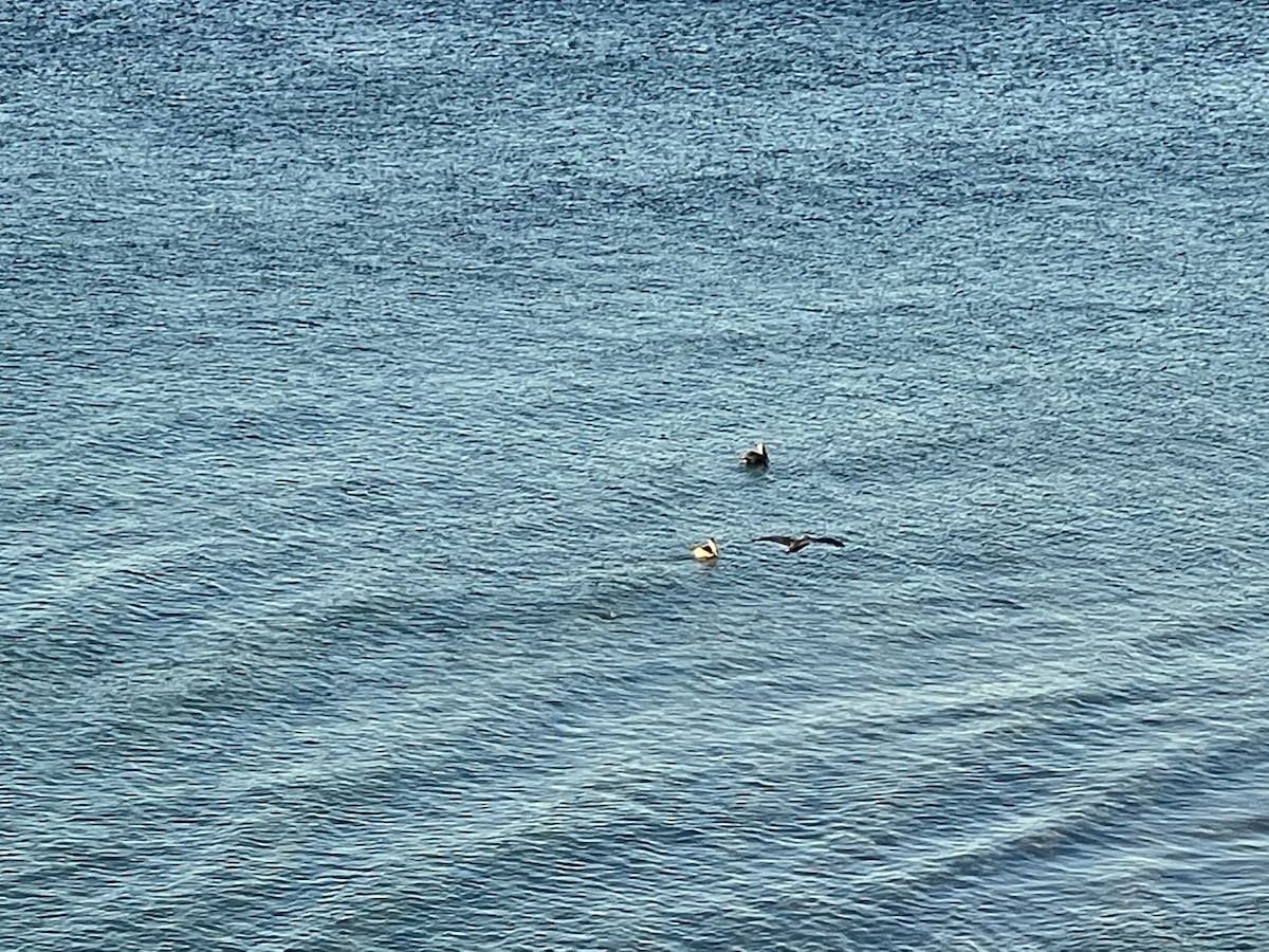 Brown Pelican - ML489558911