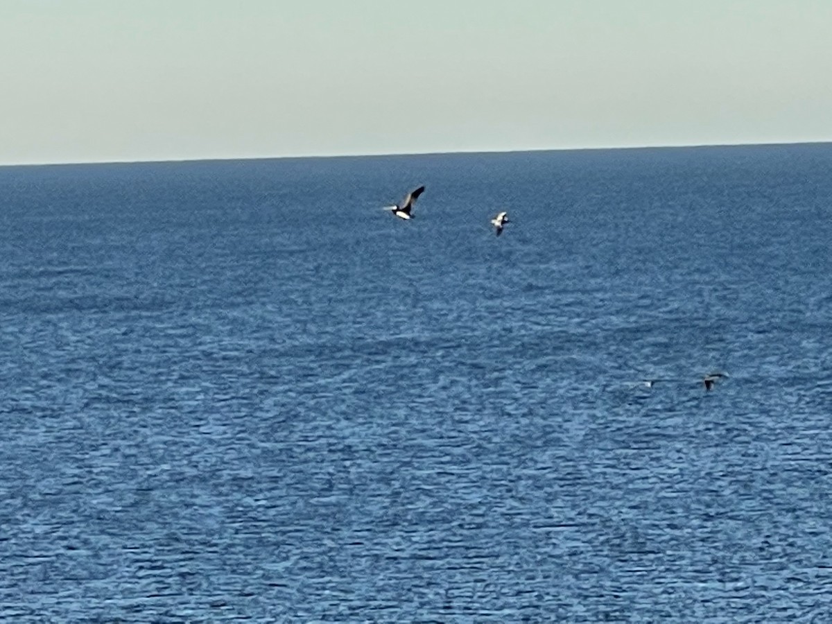 Brown Pelican - ML489558921