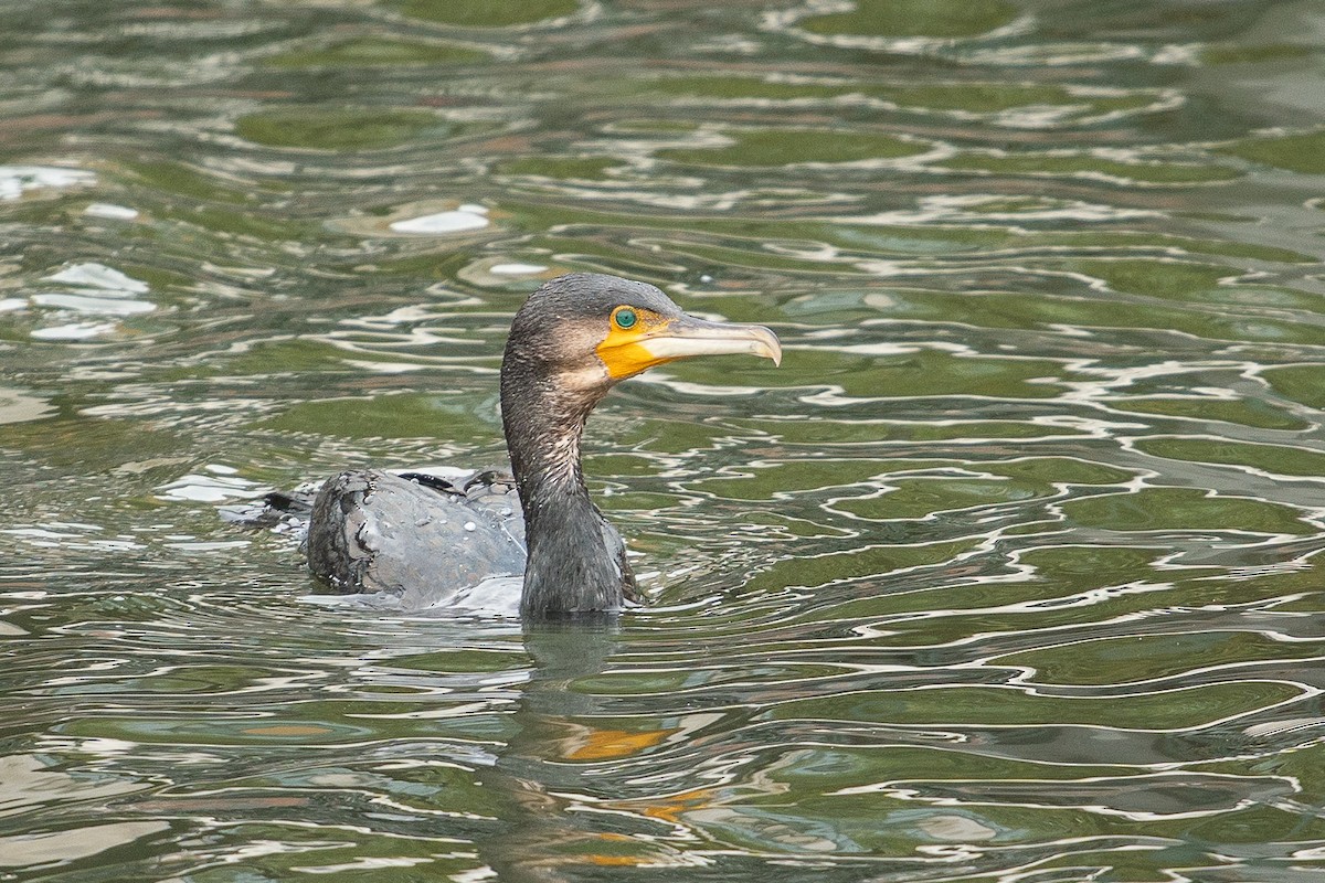 Great Cormorant - ML489559771