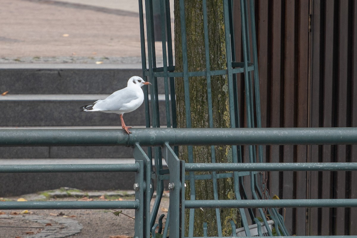 Black-headed Gull - ML489560521