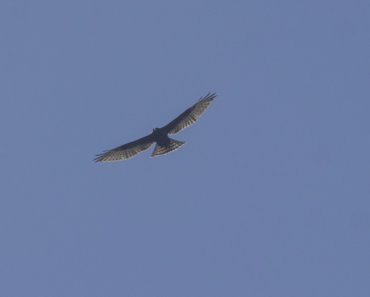 Broad-winged Hawk - ML489560581