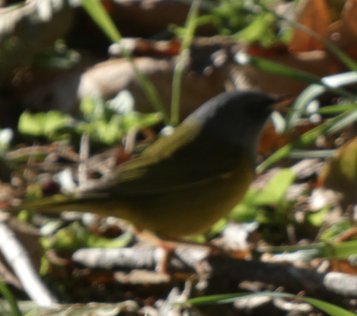 Mourning Warbler - ML489560631