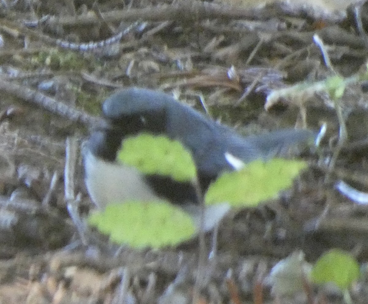 סבכון שחור-גרון - ML489560711
