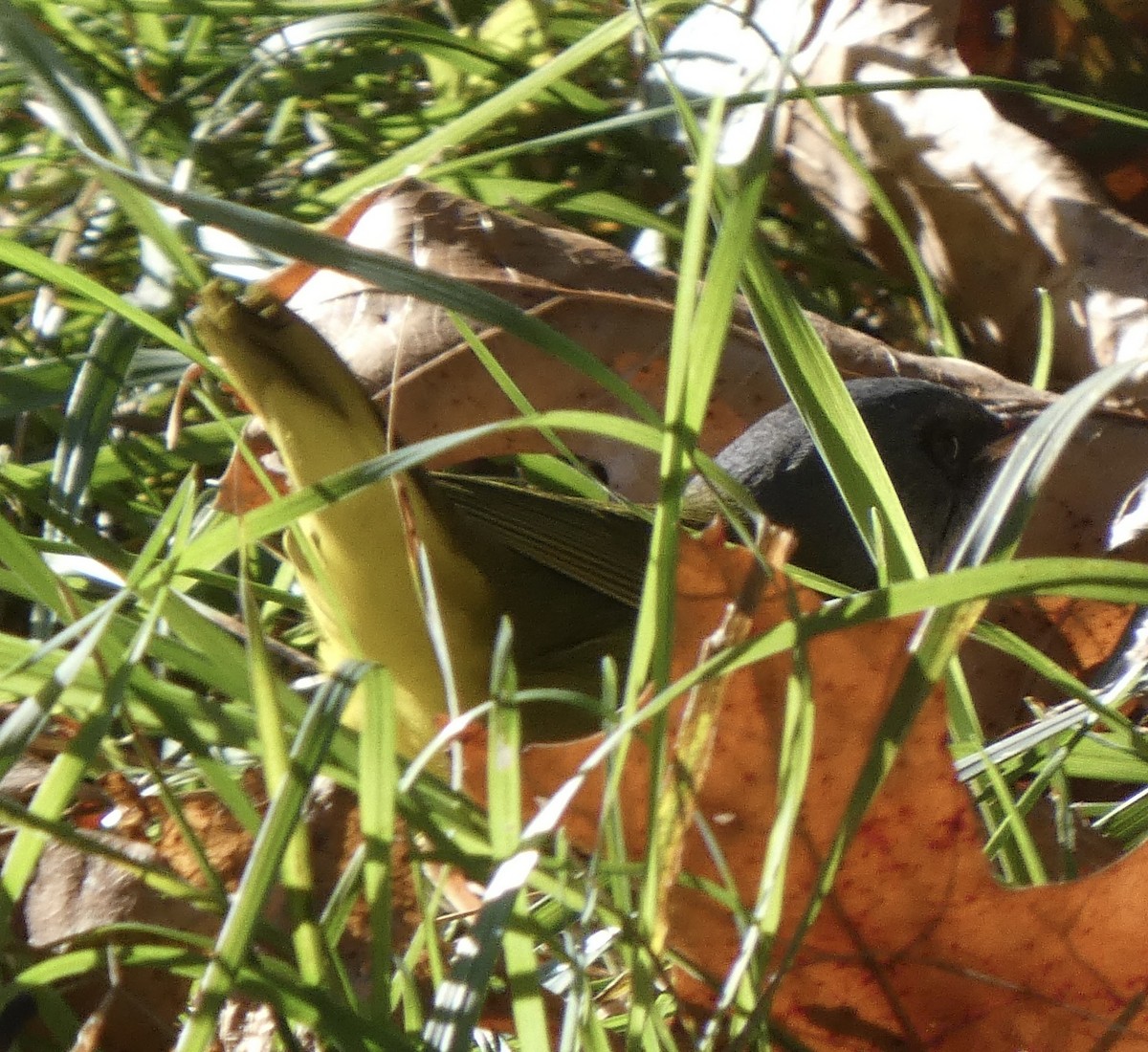 Mourning Warbler - ML489561271