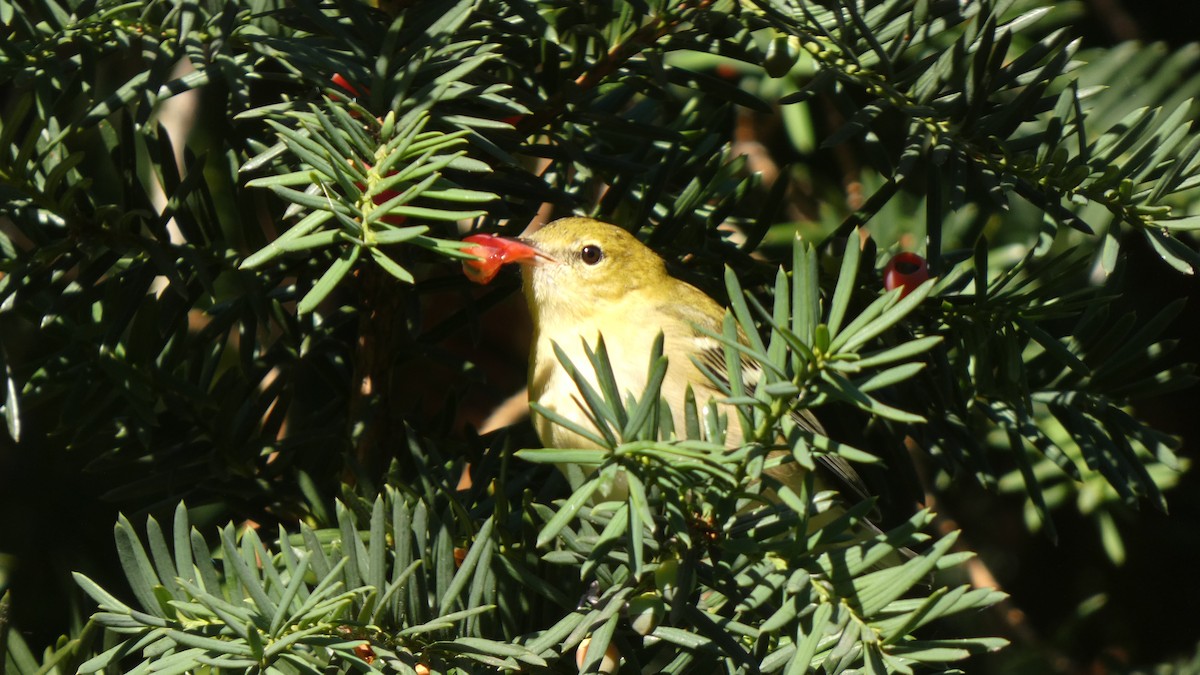 סבכון אורנים - ML489561371