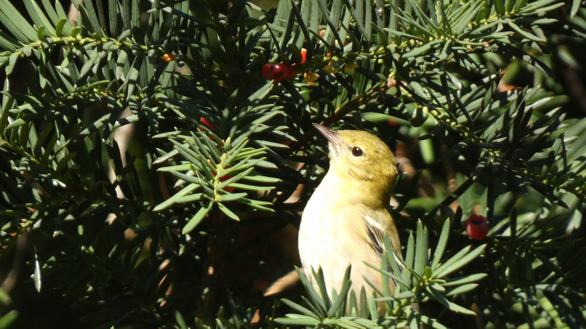 סבכון אורנים - ML489561761