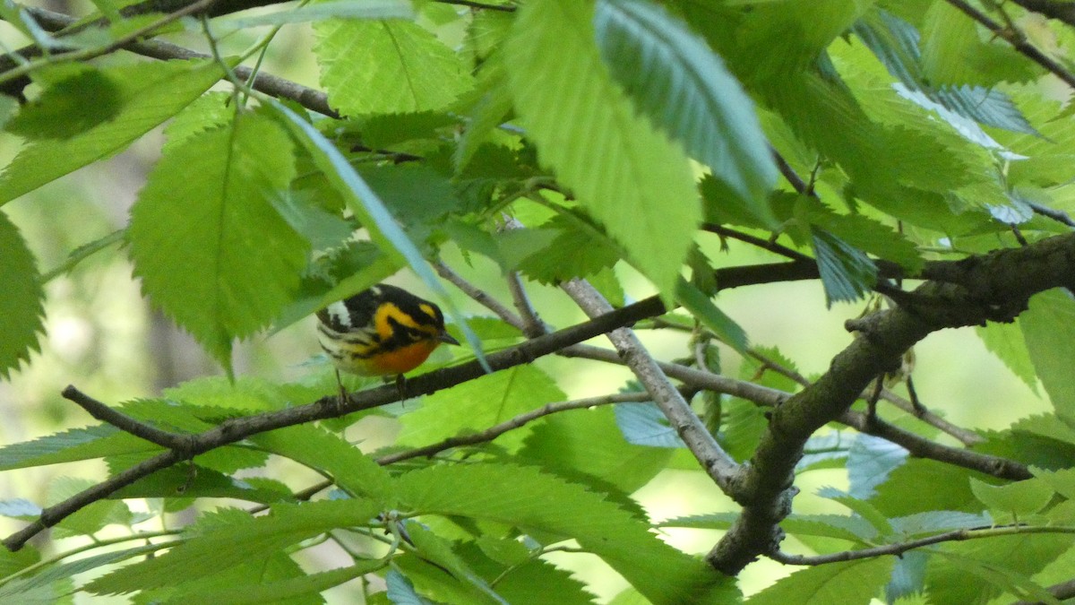 סבכון כתום-גרון - ML489563631