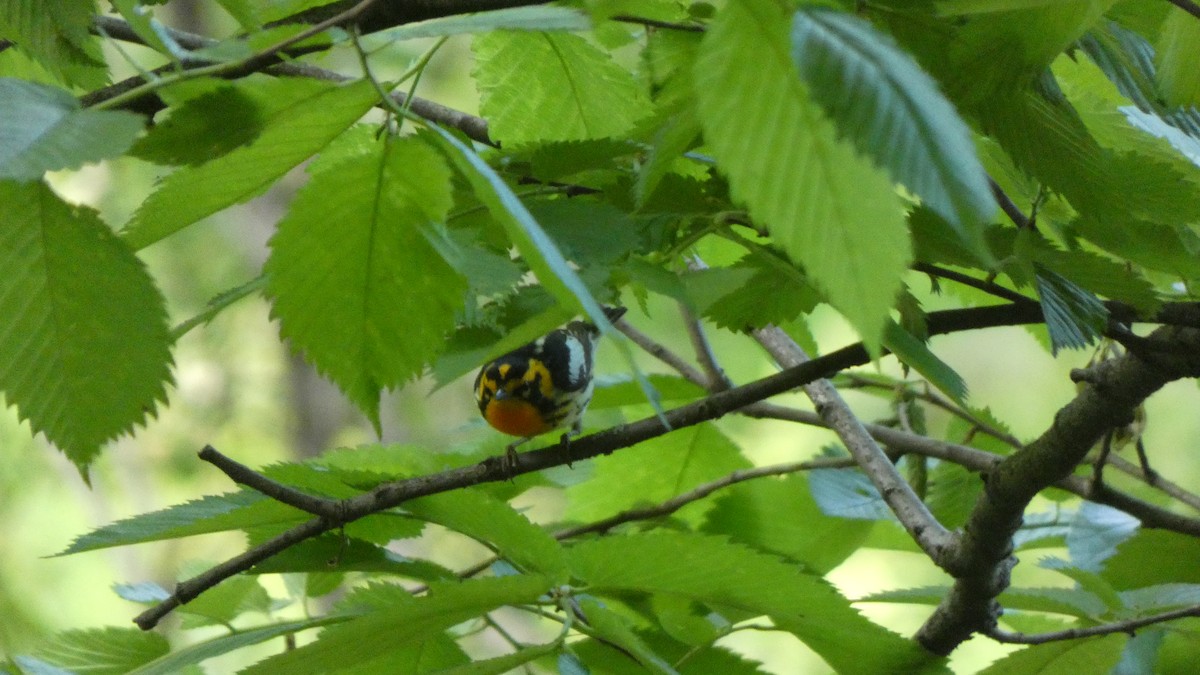 סבכון כתום-גרון - ML489564351