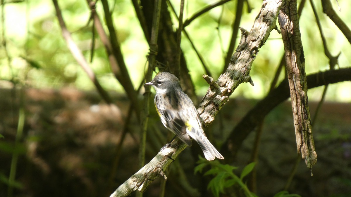 סבכון הכתר - ML489564811