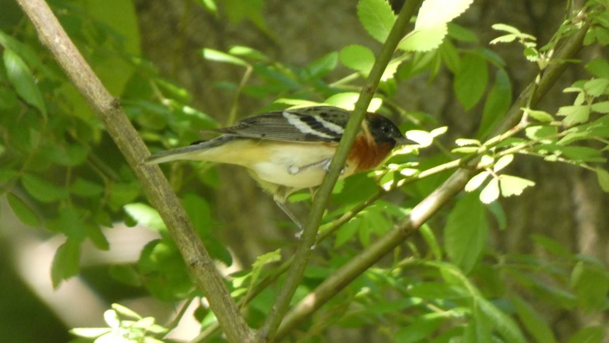 סבכון חום-ראש - ML489565021