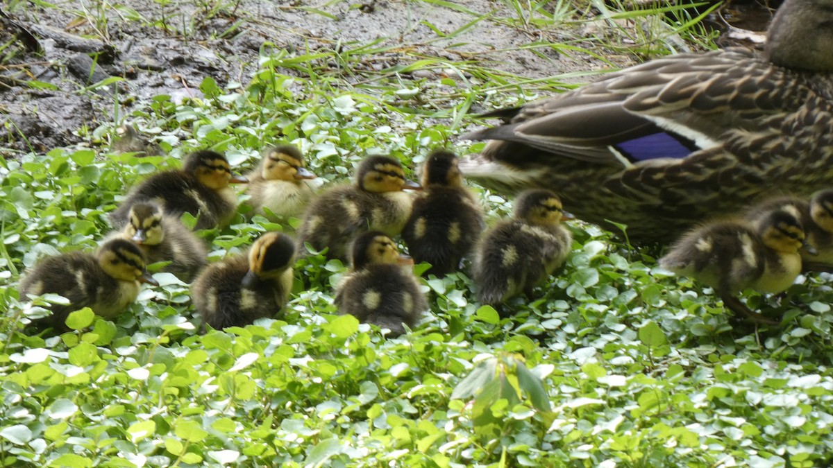 ברכיה - ML489565131