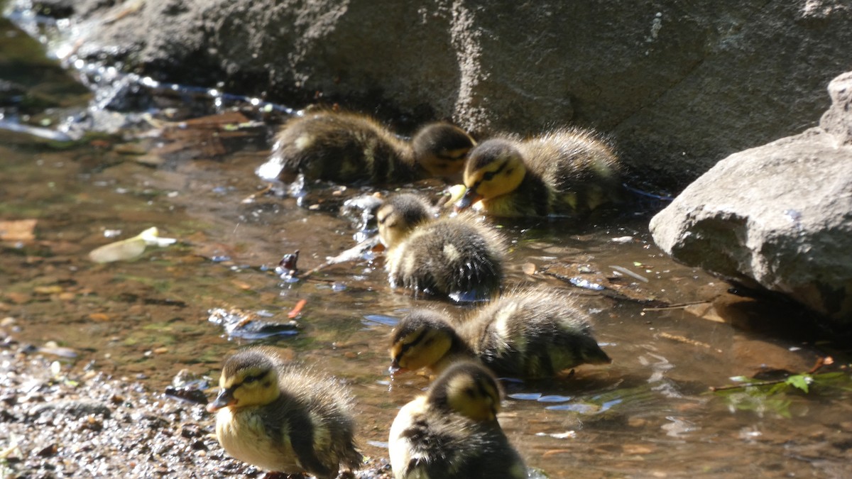 ברכיה - ML489565151