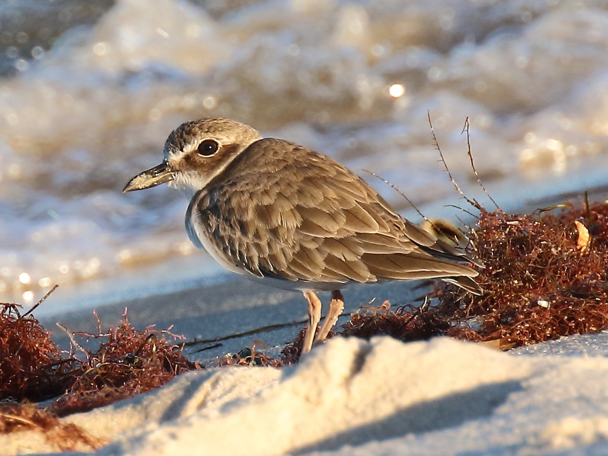 Wilson's Plover - Doug Beach