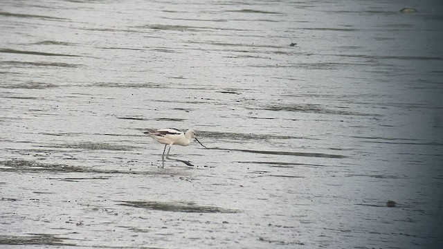 Avoceta Americana - ML489567491