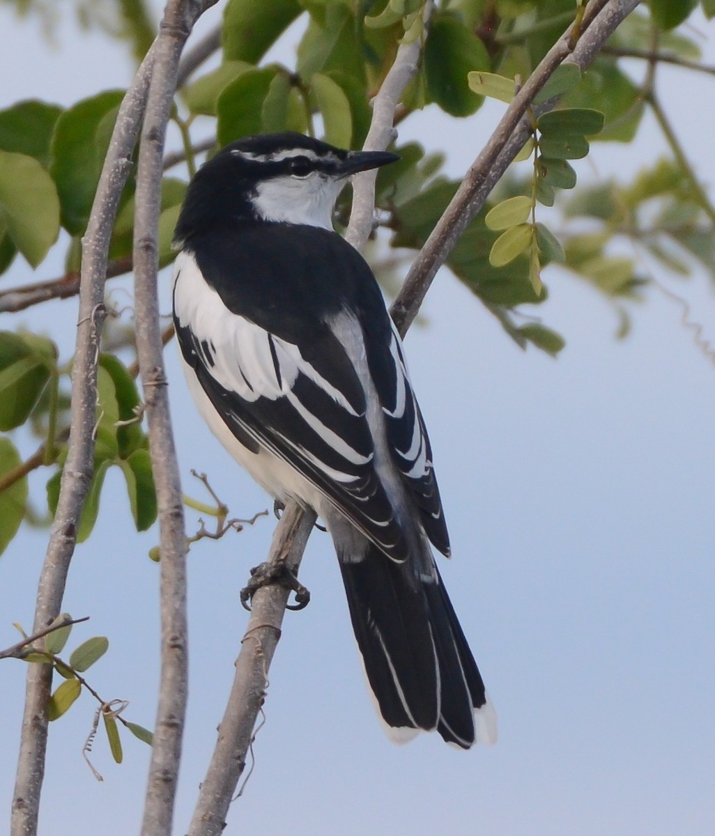 White-shouldered Triller - ML489568091