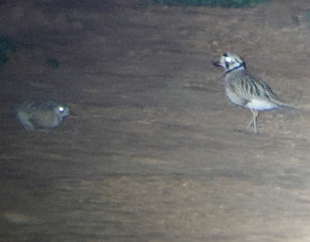 Inland Dotterel - ML489569001