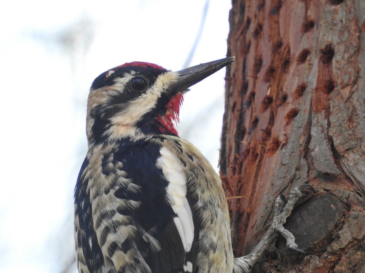 Yellow-bellied Sapsucker - ML48956921