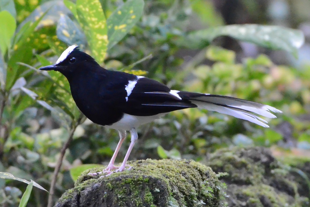 White-crowned Forktail - Anton Grams