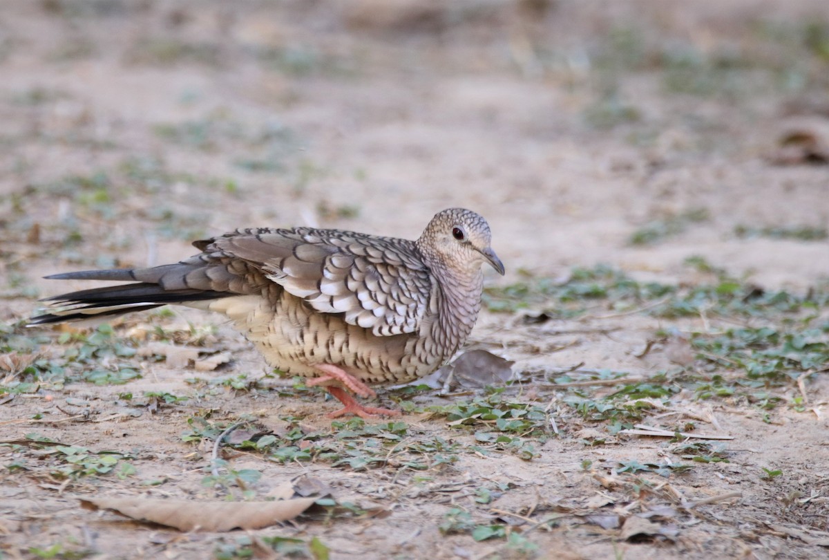 Scaled Dove - ML489570941