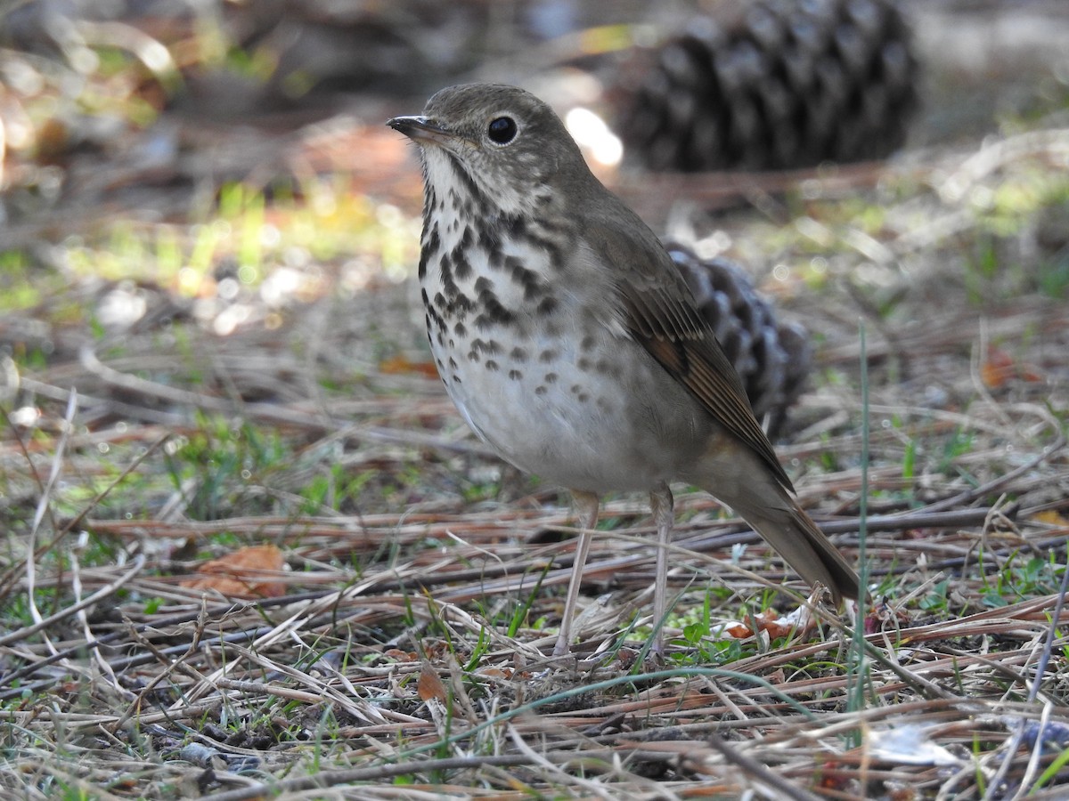 Hermit Thrush - ML48957131