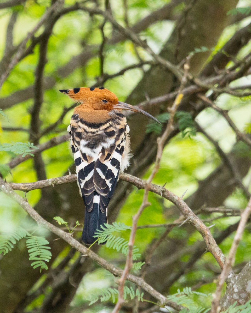 Eurasian Hoopoe - ML489572441