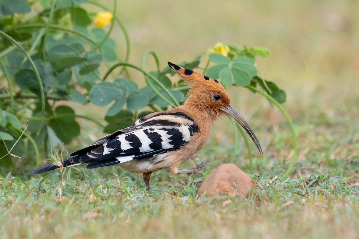 Eurasian Hoopoe - ML489572461