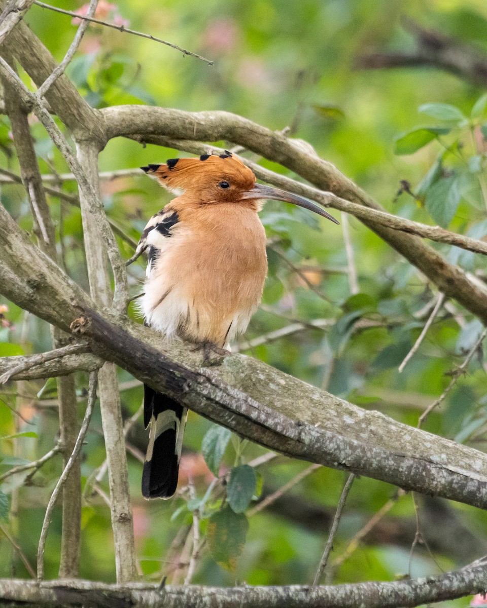 Eurasian Hoopoe - ML489572471