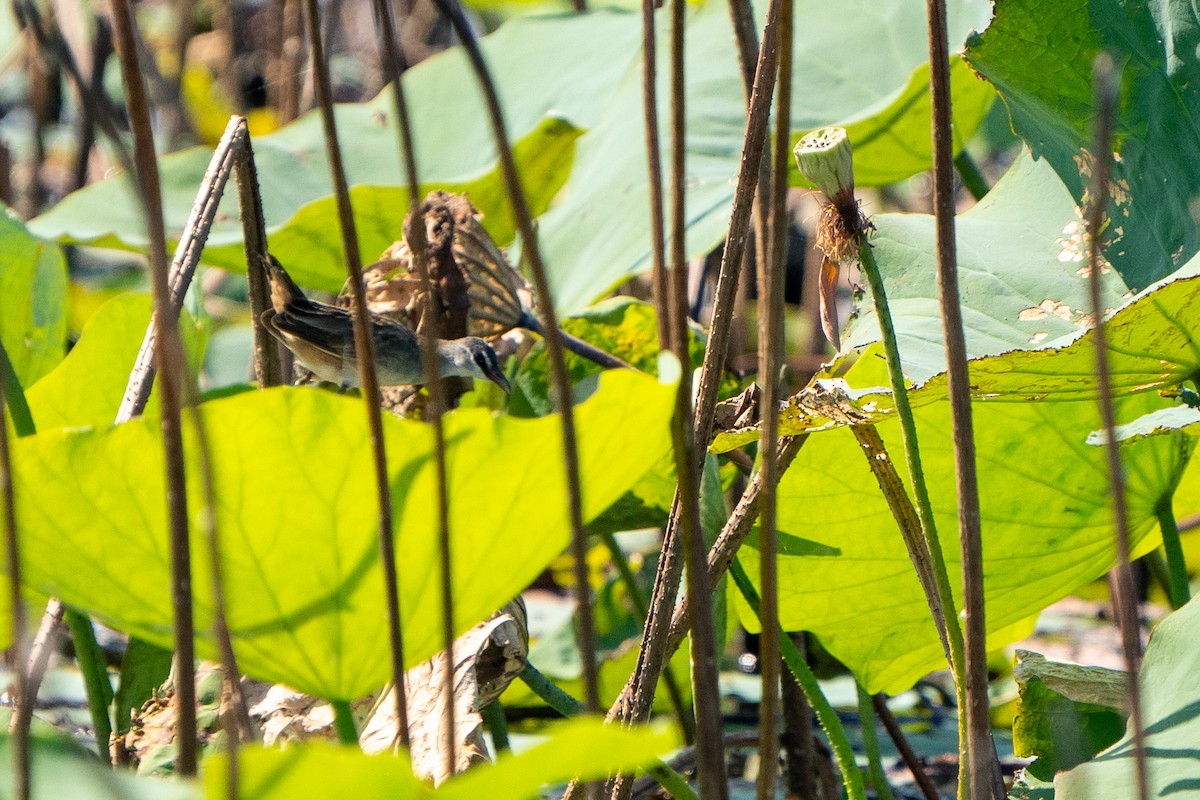 White-browed Crake - ML489572541