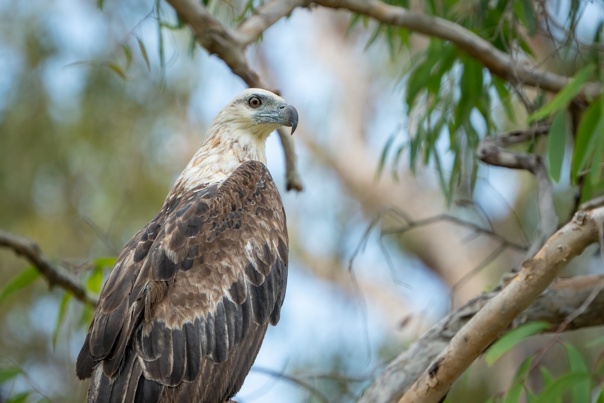 White-bellied Sea-Eagle - ML489573011