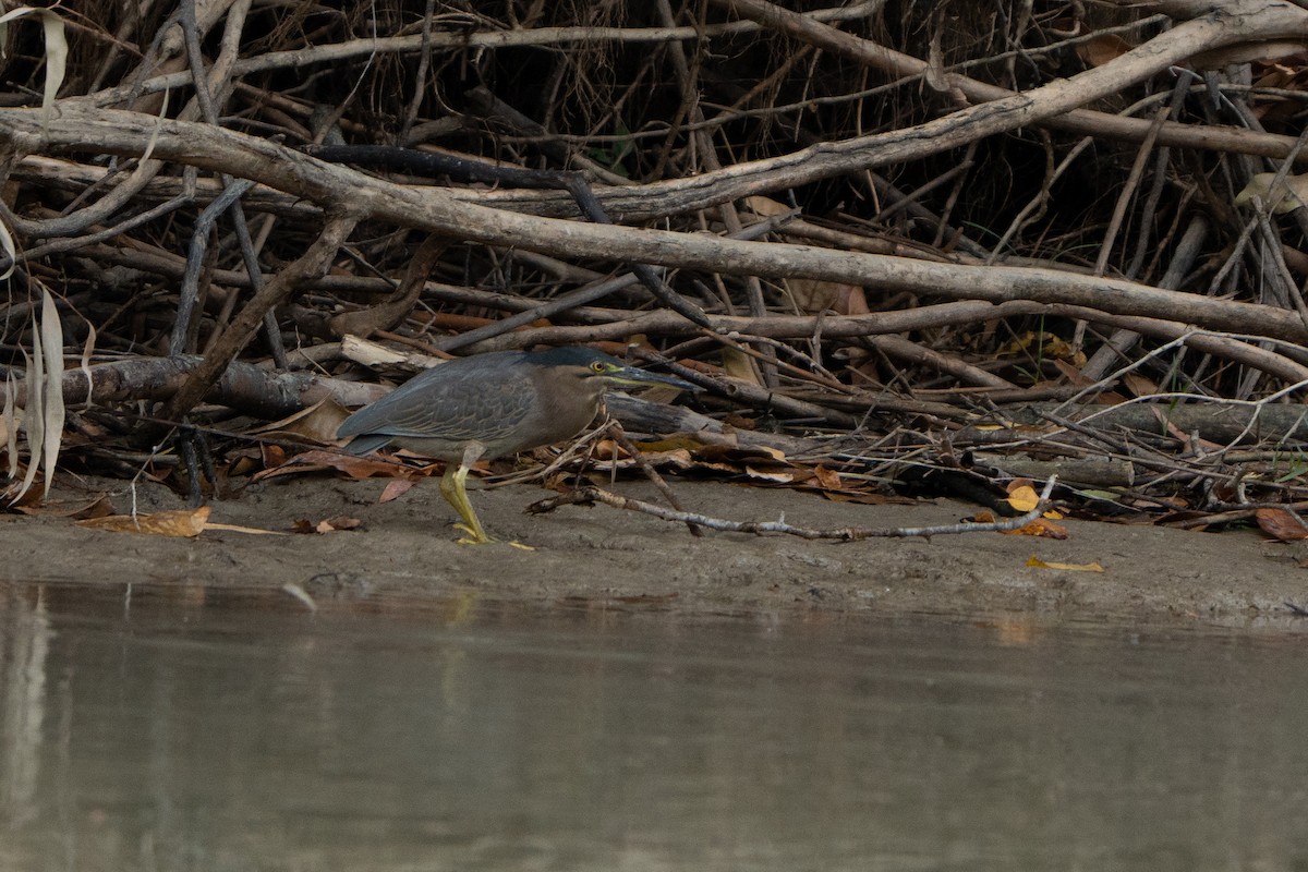 Striated Heron (Old World) - ML489573111
