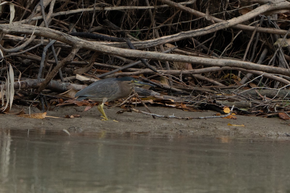 Striated Heron - ML489573111