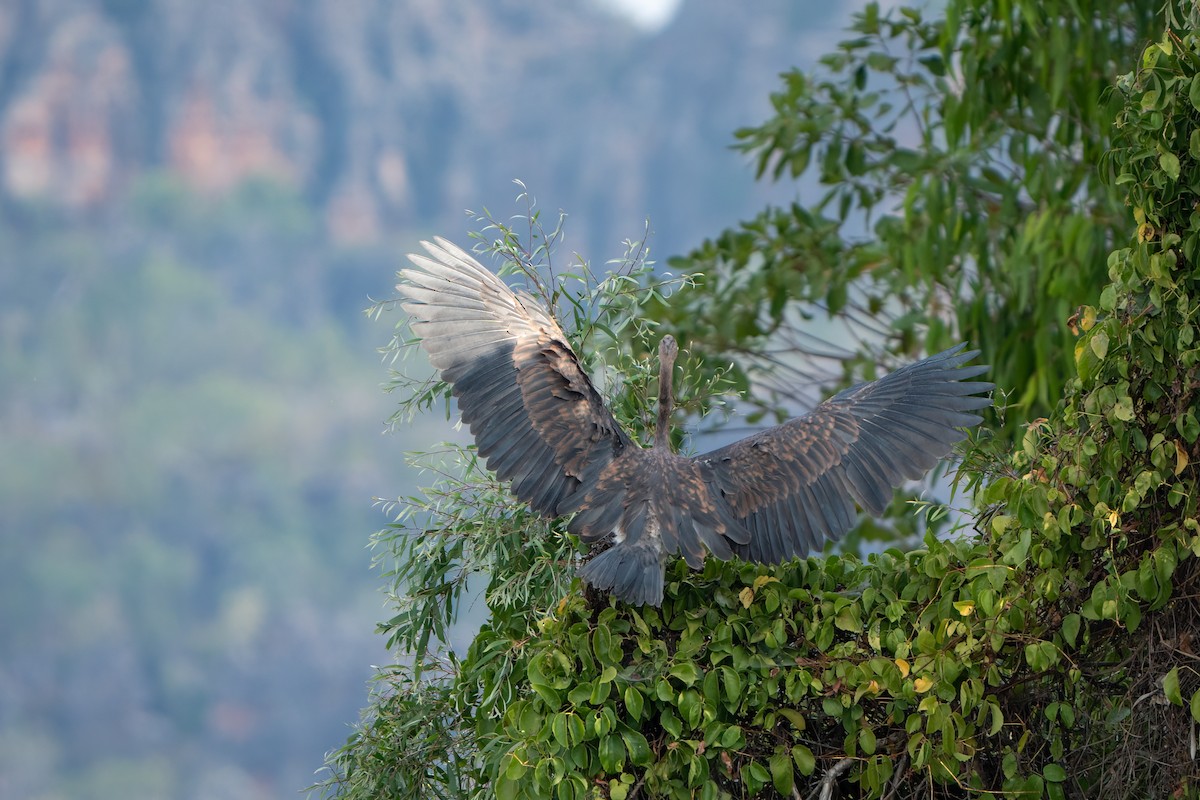 Great-billed Heron - Jake Harfield