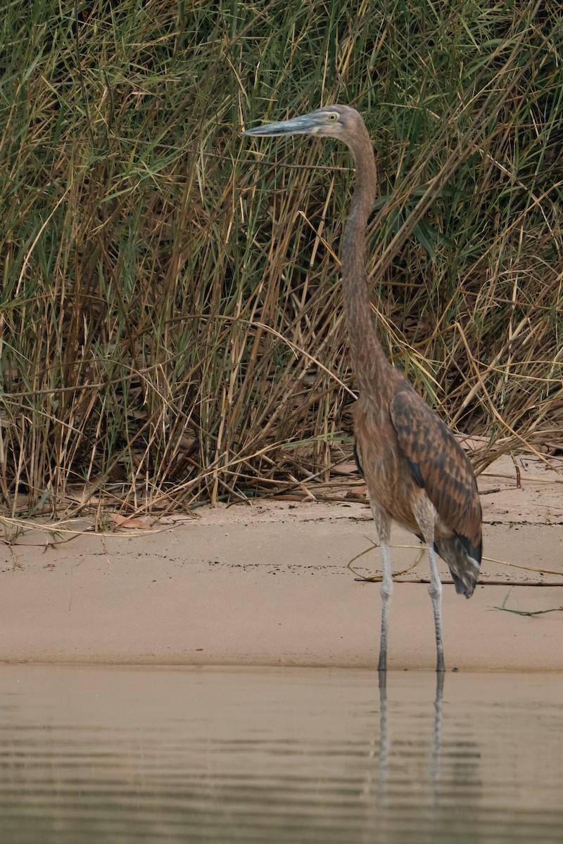 Great-billed Heron - ML489573151