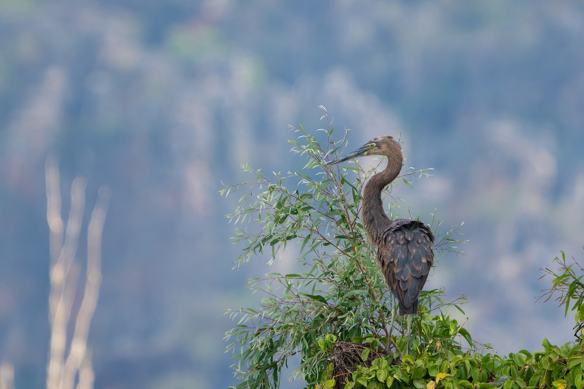 Great-billed Heron - ML489573171