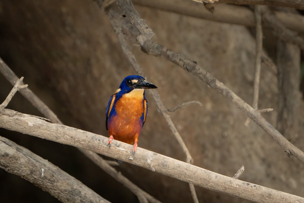 Azure Kingfisher - ML489573191