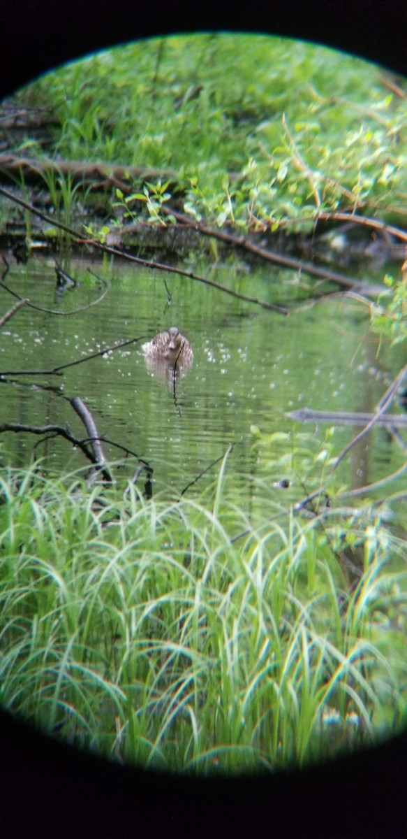 Canard colvert - ML489573211