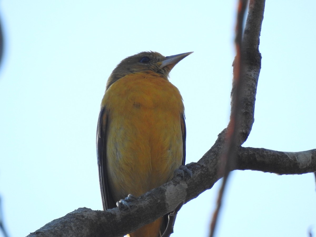 Baltimore Oriole - Alex Cardona