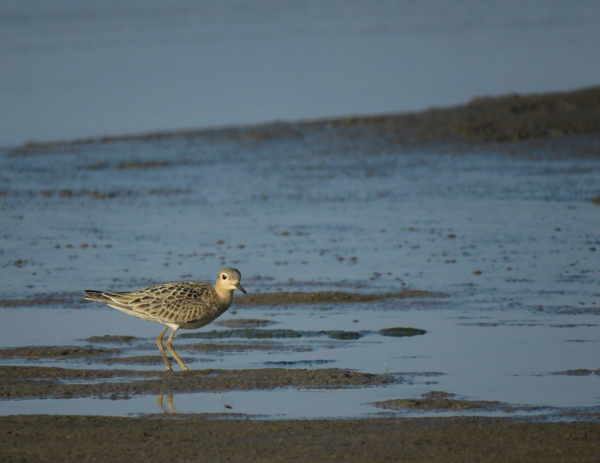 Buff-breasted Sandpiper - ML489574891