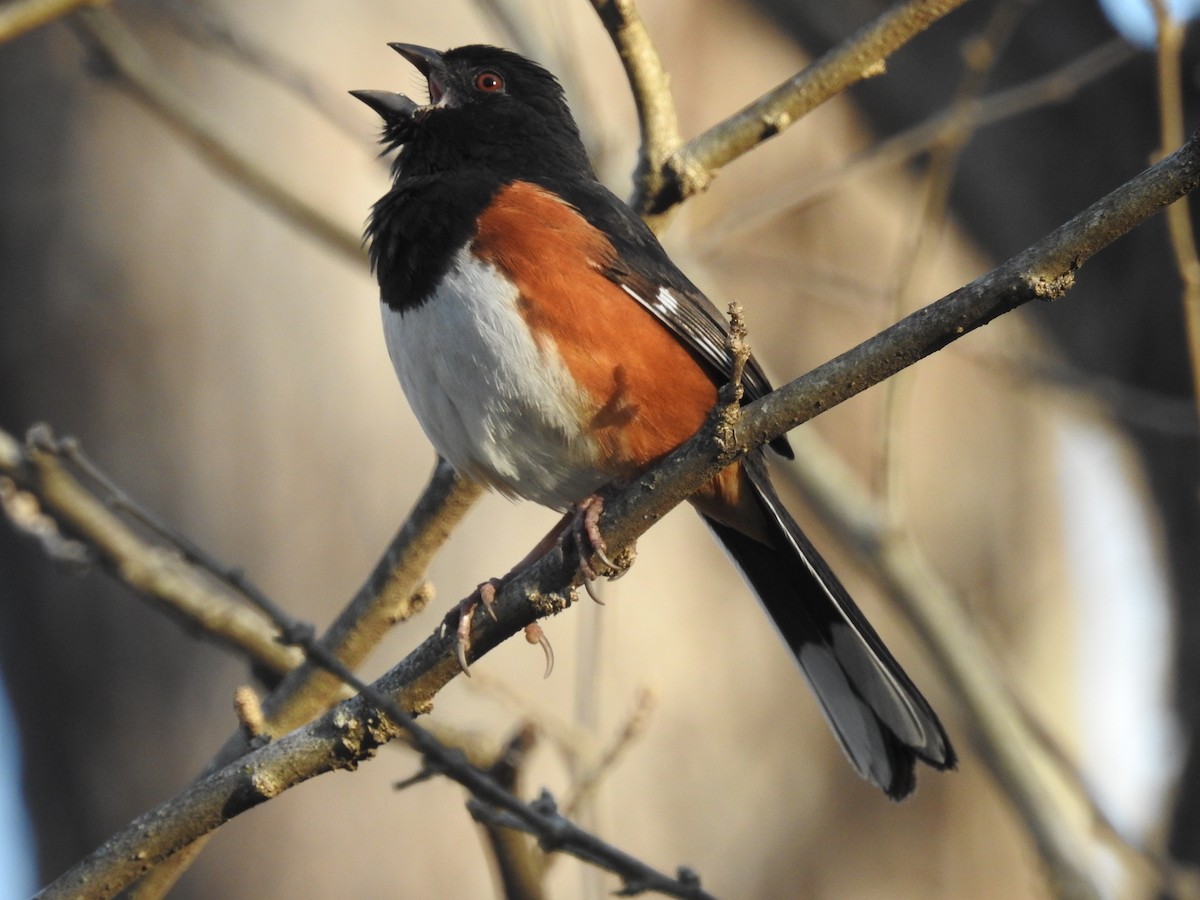 Eastern Towhee - ML48957521