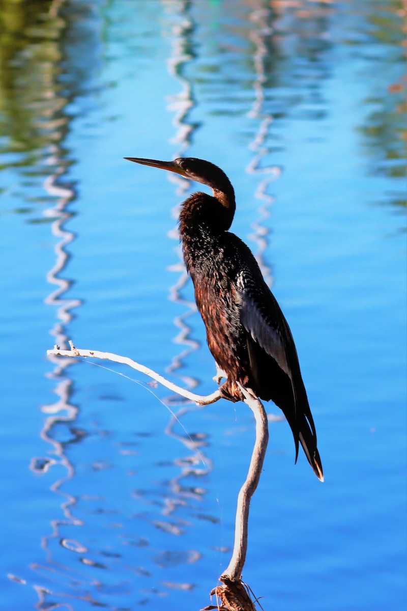 Anhinga d'Amérique - ML489575311