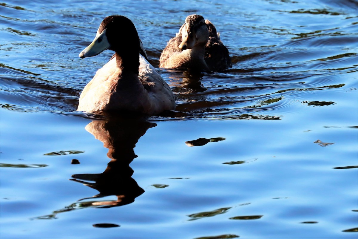 Canard colvert - ML489575481