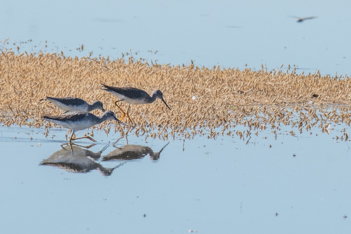 Greater Yellowlegs - ML489576441